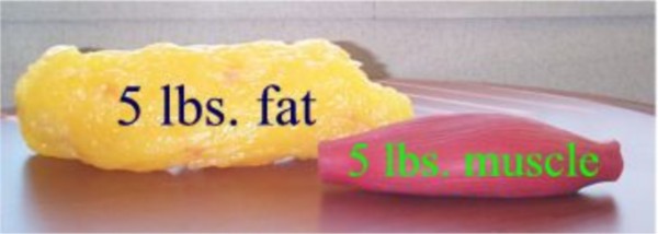 Tkanka tłuszczowa/mięśniowa